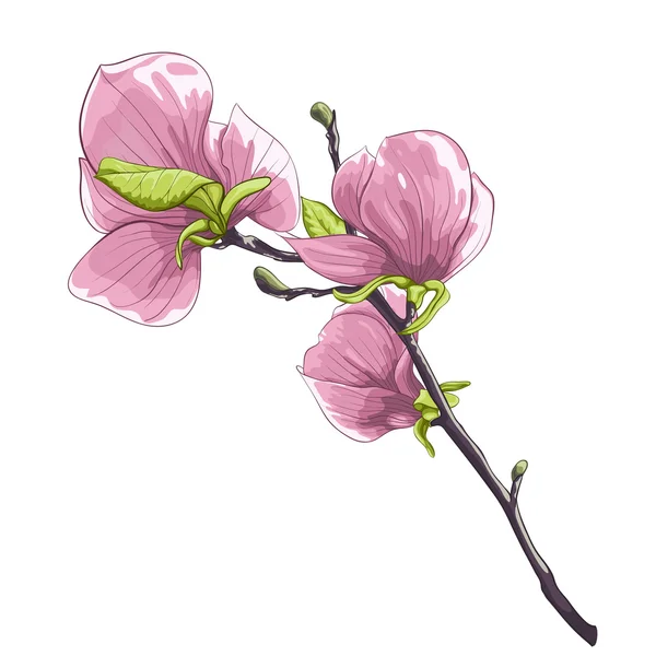 Hermoso árbol aislado de magnolia ramita floreciente . — Vector de stock