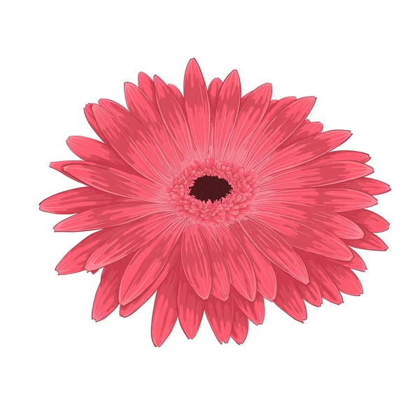 Hermoso gerberaisolated rosa sobre fondo blanco  . — Vector de stock