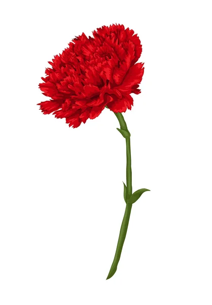 Beautiful red carnation isolated on white background. Stock Vector