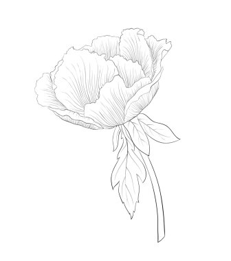 güzel, tek renk siyah beyaz bitki beyaz zemin üzerine izole paeonia arborea (ağaç Şakayık) çiçek.