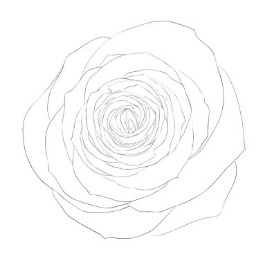 Beyaz arka plan üzerinde izole güzel tek renkli siyah-beyaz gül.