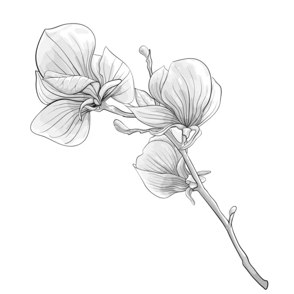 Krásné černobílé, černé a bílé větvičky kvetoucí magnolie strom. květina, samostatný. — Stockový vektor