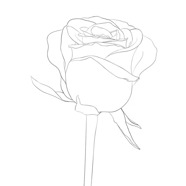 Красивый монохромный, черно-белый бутон розы со стеблем. цветок . — стоковый вектор