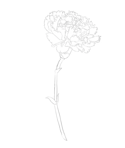 白い背景上に分離されて美しいモノクロ黒と白カーネーションの花. — ストックベクタ