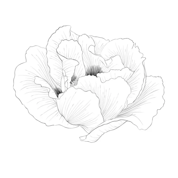 Belle plante monochrome noir et blanc Paeonia arborea (pivoine d'arbre) fleur isolée sur fond blanc . — Image vectorielle