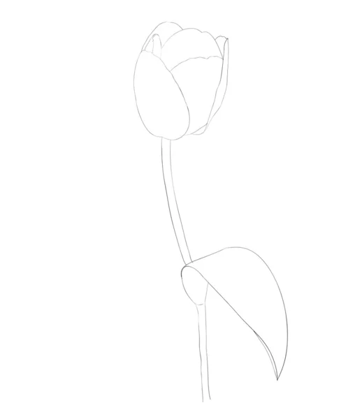 Bela flor tulipa preto e branco monocromático isolado no fundo branco . —  Vetores de Stock