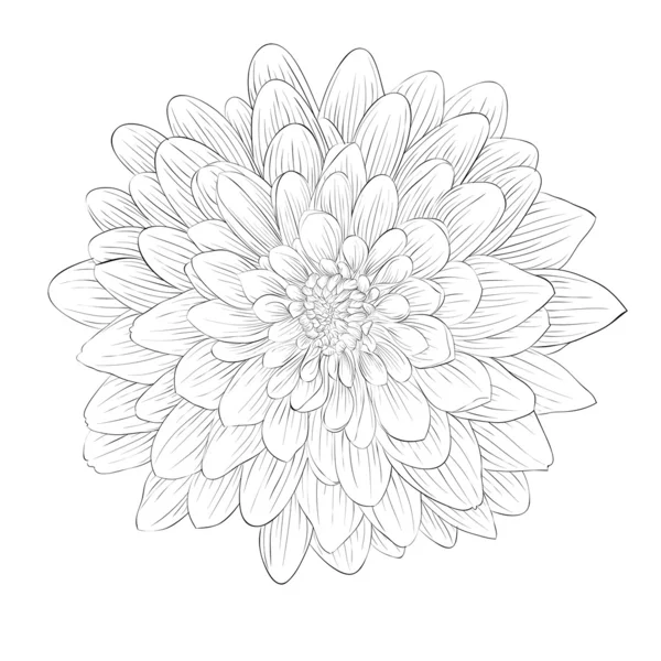 Bellissimo fiore di dalia bianco e nero monocromatico isolato su sfondo bianco . — Vettoriale Stock