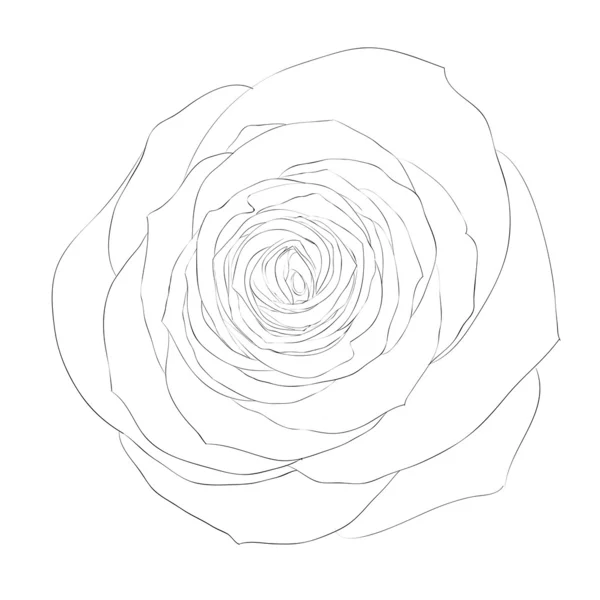 Όμορφο μονόχρωμο μαύρο και άσπρο τριαντάφυλλο που απομονώνονται σε λευκό φόντο. — Διανυσματικό Αρχείο