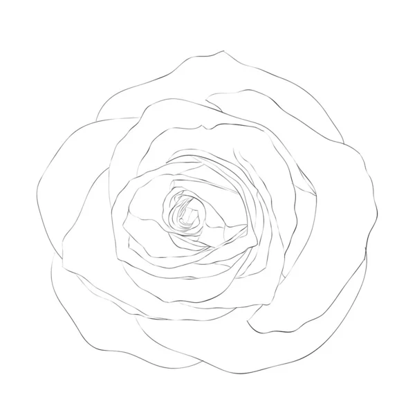 Hermosa rosa monocromática en blanco y negro aislado sobre fondo blanco . — Archivo Imágenes Vectoriales