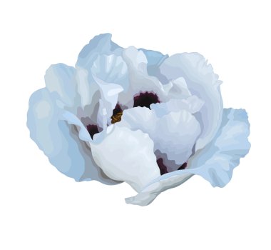 güzel bitki paeonia arborea (ağaç Şakayık) beyaz çiçek izole beyaz zemin üzerine suluboya resim efekti.