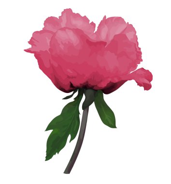 güzel bitki paeonia arborea (ağaç Şakayık) pembe çiçek ile kök ve yaprak suluboya çizim üzerinde izole beyaz zemin etkisi ile.