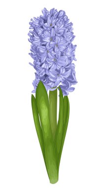 beautiful purple hyacinth with the effect of a watercolor drawing isolated on white background. clipart