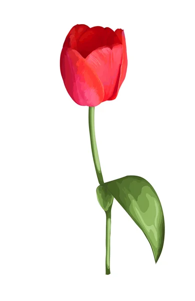 Belle fleur de tulipe rouge avec l'effet d'un dessin aquarelle isolé sur fond blanc . — Image vectorielle