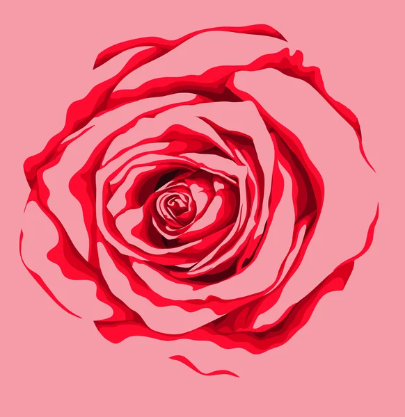 Schöne rote Rose Blume mit der Wirkung eines Aquarells Zeichnung isoliert auf weißem Hintergrund. — Stockvektor