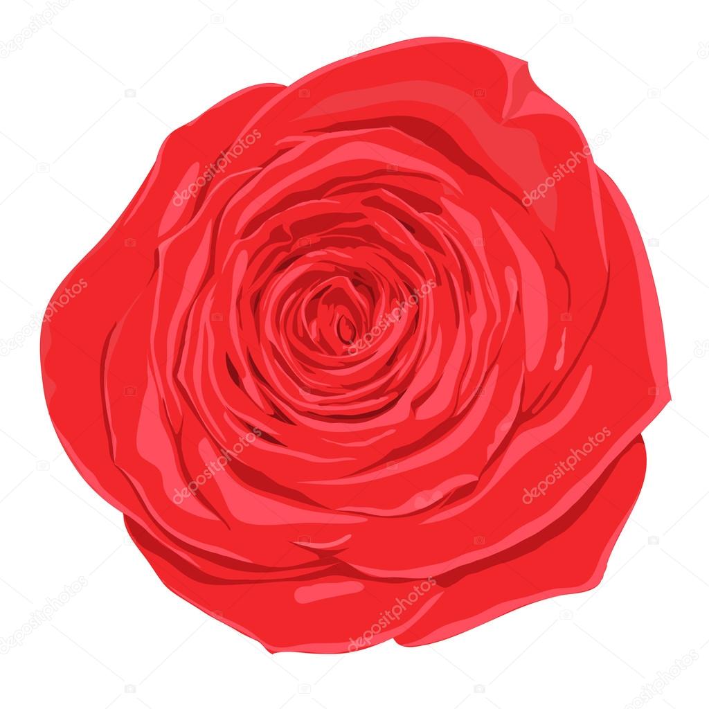 beautiful red rose  flower with the effect of a watercolor drawing isolated on white background.