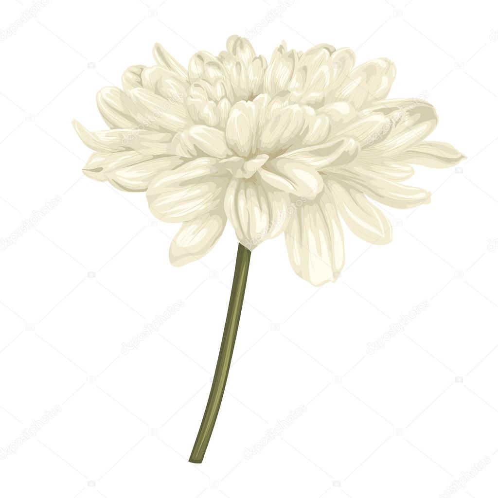 Bella beige dahlia con gambo isolato su sfondo bianco disegnati a mano con effetto di disegno in acquerello elemento di design per decorare biglietti
