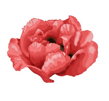 Beyaz arka plan üzerinde izole güzel bitki paeonia arborea (ağaç Şakayık) beyaz çiçek.