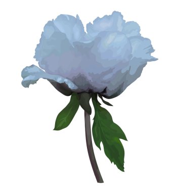 Beyaz arka plan üzerinde izole güzel bitki paeonia arborea (ağaç Şakayık) beyaz çiçek.