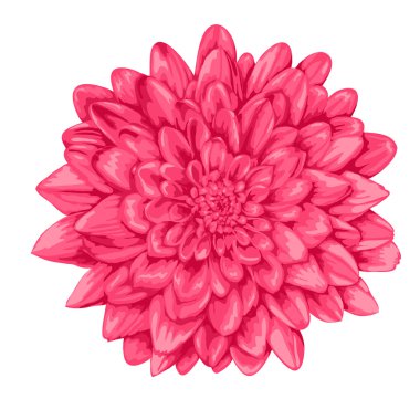 Beyaz arka plan üzerinde izole güzel pembe dahlia.