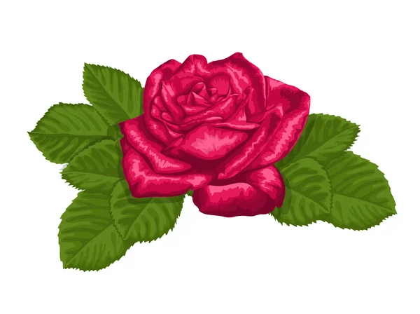 Hermosa rosa roja y hojas aisladas en blanco — Archivo Imágenes Vectoriales