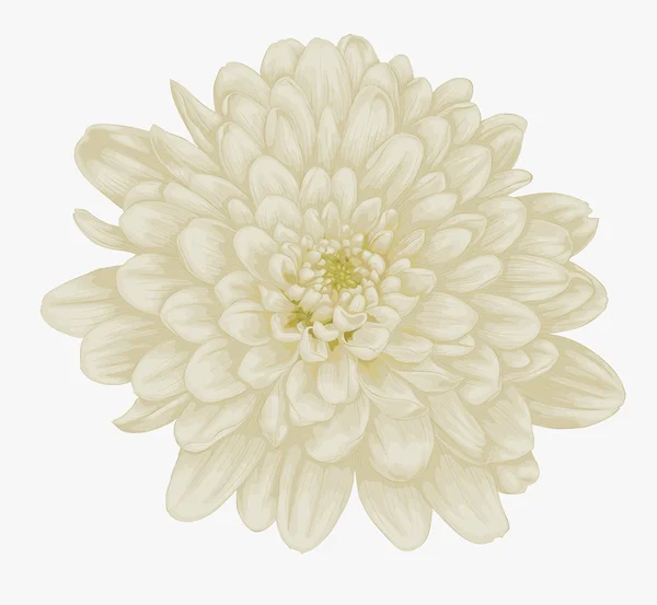 孤立的白色衬底上的美丽米色大丽花. — 图库矢量图片