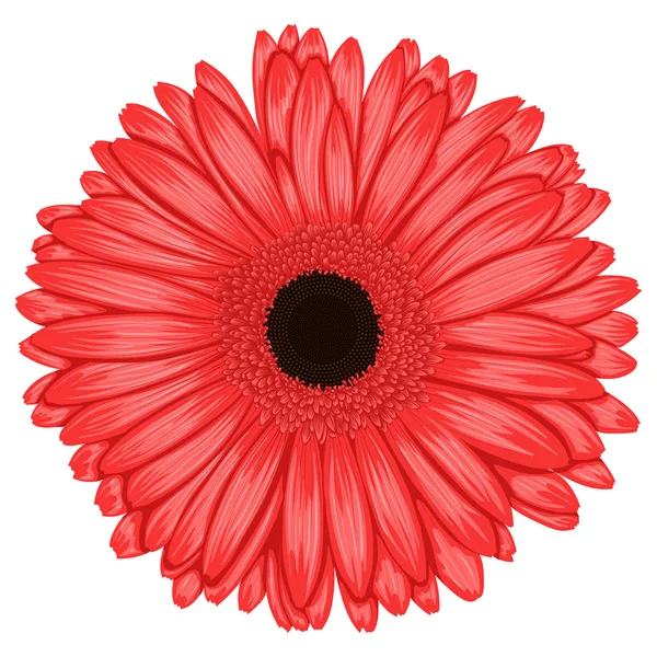 Beautiful pink gerbera isolated on white background . — Stock Vector
