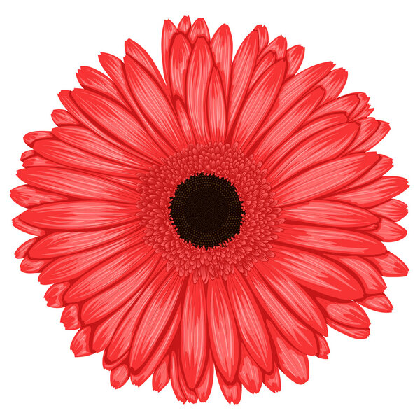 Beautiful pink gerbera isolated on white background .