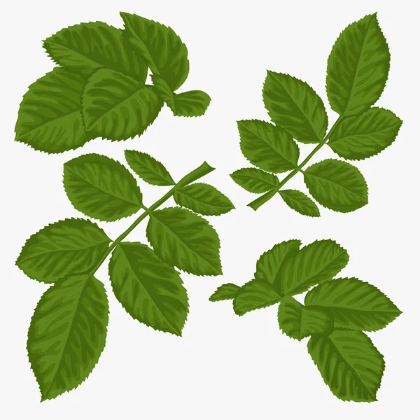 Conjunto de hermosas hojas verdes aisladas en blanco . — Vector de stock
