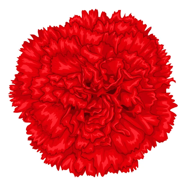 Beautiful red carnation isolated on white background. — Stock Vector