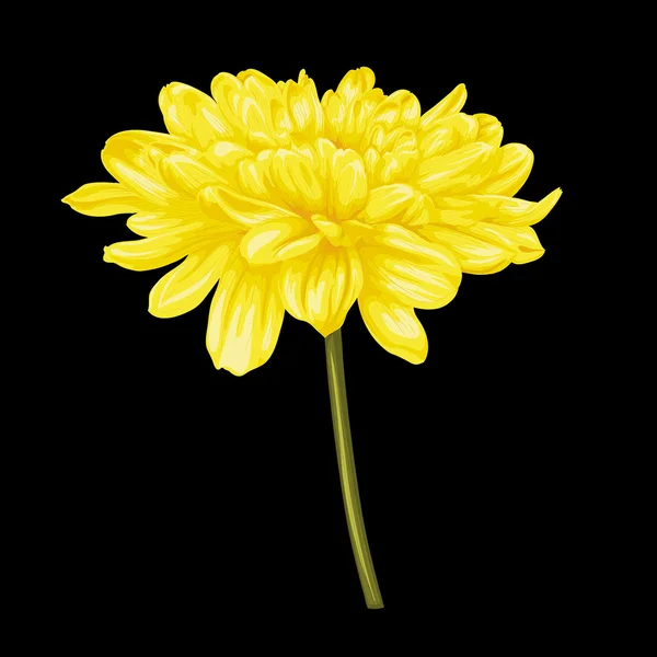 Siyah arka plan üzerine izole güzel sarı yıldız çiçeği. — Stok Vektör