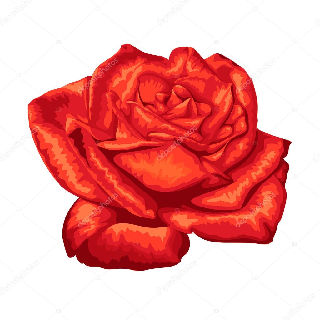 beautiful red rose isolated on white background.