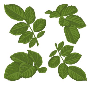 güzel yeşil yaprakların üzerinde beyaz izole seti.