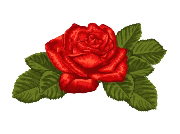 Belle rose rouge et feuilles isolées sur blanc . — Image vectorielle