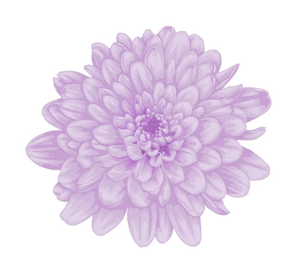 Beautiful purple dahlia with the effect of a watercolor drawing isolated on white — Stock Vector