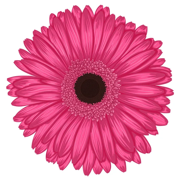 Belle gerbera rose isolée sur fond blanc  . — Image vectorielle