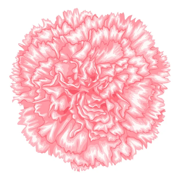 Beautiful pink carnation isolated on white background. — Stock Vector