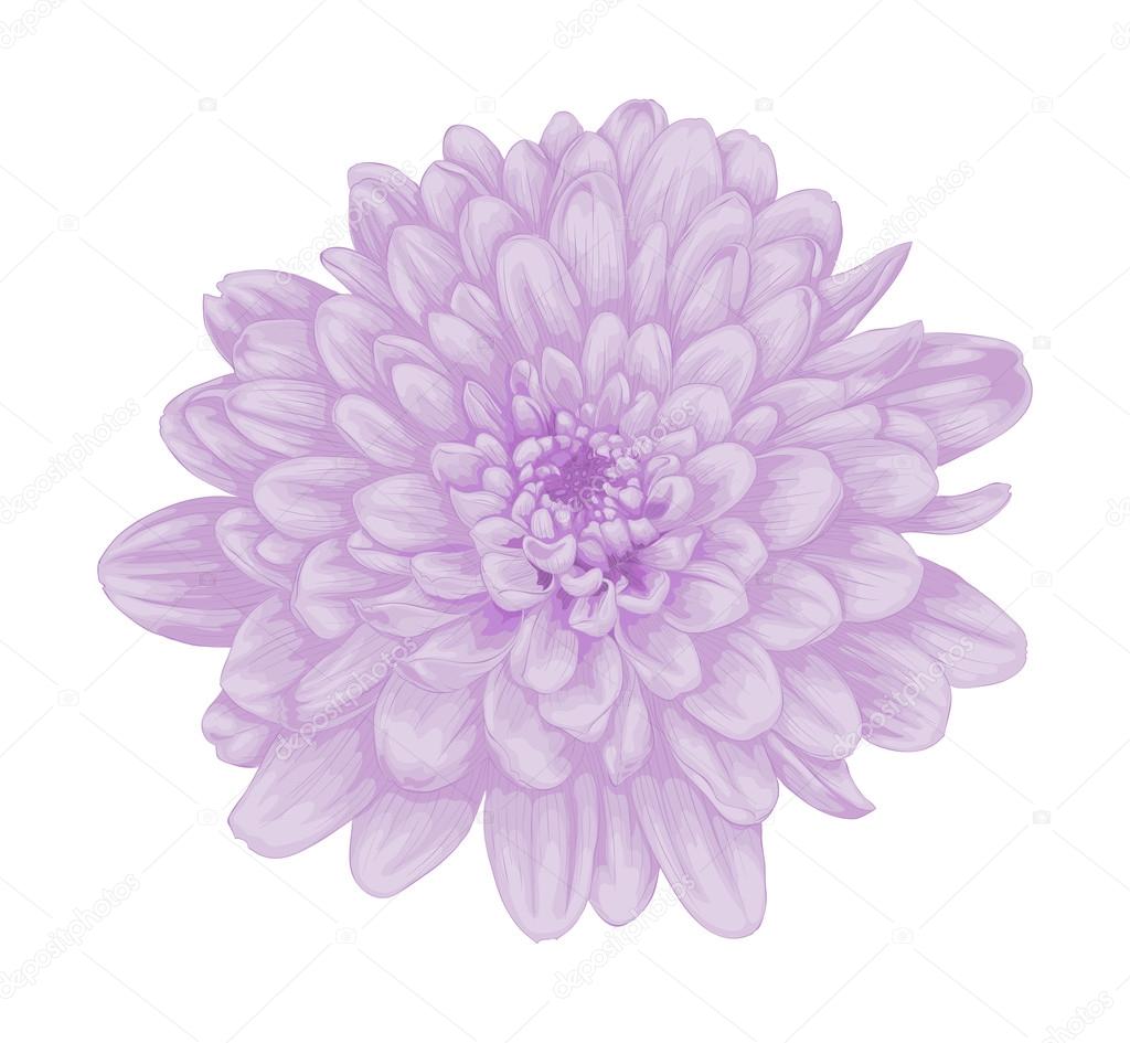 beautiful purple dahlia with the effect of a watercolor drawing isolated on white
