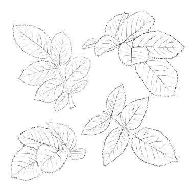 güzel siyah-beyaz gül yaprakları üzerinde beyaz izole kümesi.