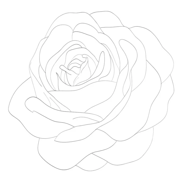 Hermosa rosa monocromática en blanco y negro aislado sobre fondo blanco — Archivo Imágenes Vectoriales