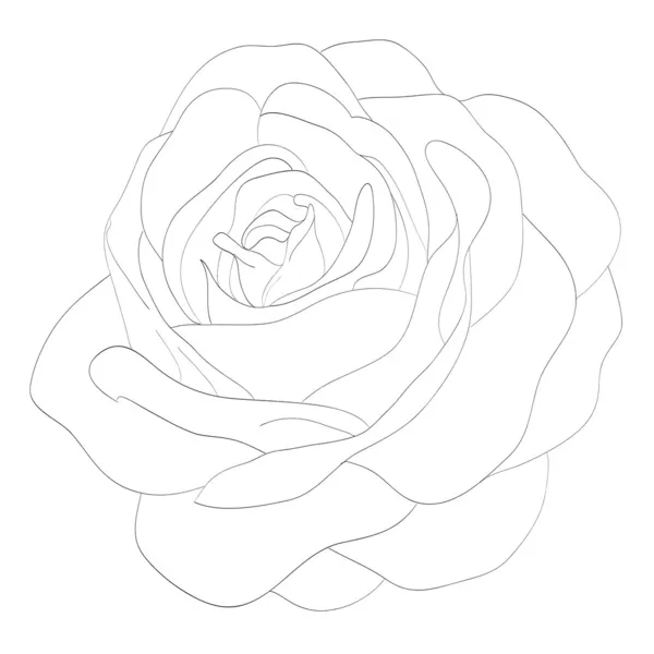 Belle rose monochrome noir et blanc isolé sur fond blanc — Image vectorielle