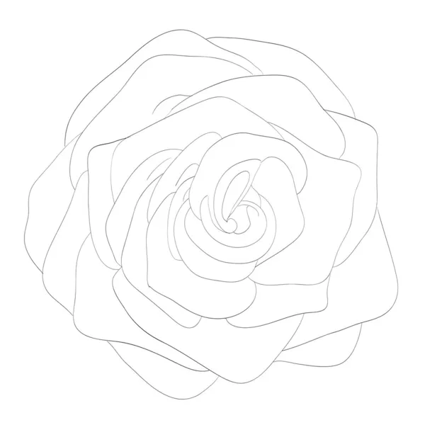 Όμορφο μονόχρωμο μαύρο και άσπρο τριαντάφυλλο που απομονώνονται σε λευκό φόντο — Διανυσματικό Αρχείο