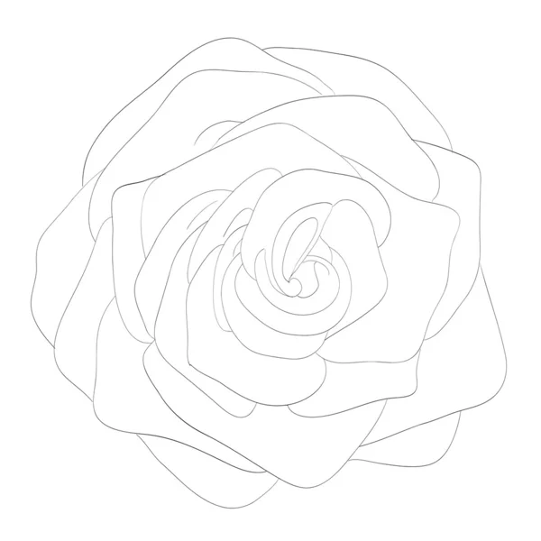 Hermosa rosa monocromática en blanco y negro aislado sobre fondo blanco — Vector de stock