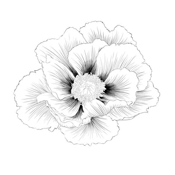 Bella monocromatica in bianco e nero Pianta Paeonia arborea (Peonia albero) fiore isolato su sfondo bianco . — Vettoriale Stock