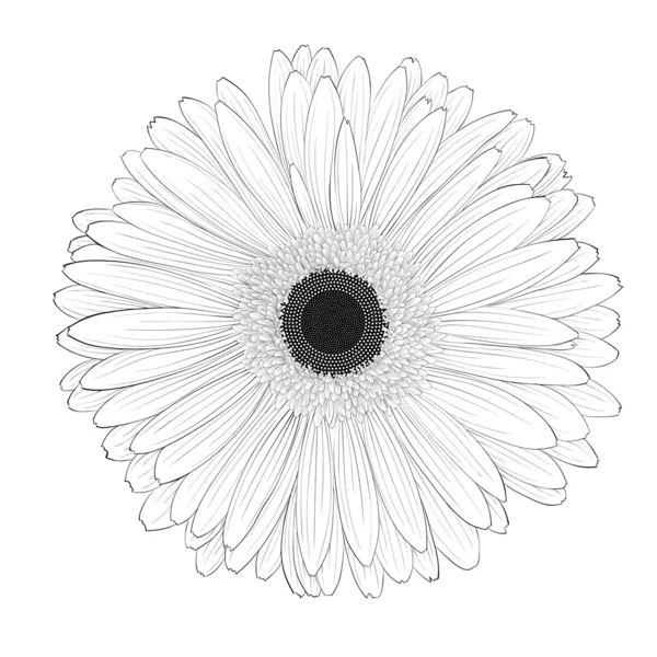 Schöne einfarbige, schwarz-weiße Gerbera-Blume isoliert. — Stockvektor