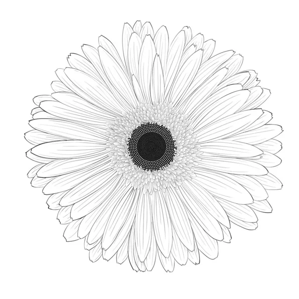 Bela flor de gerbera monocromática, preto e branco isolado . —  Vetores de Stock