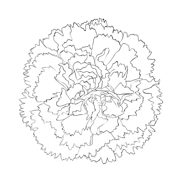 Mooie zwart-wit zwart-wit carnation bloem geïsoleerd op witte achtergrond. — Stockvector