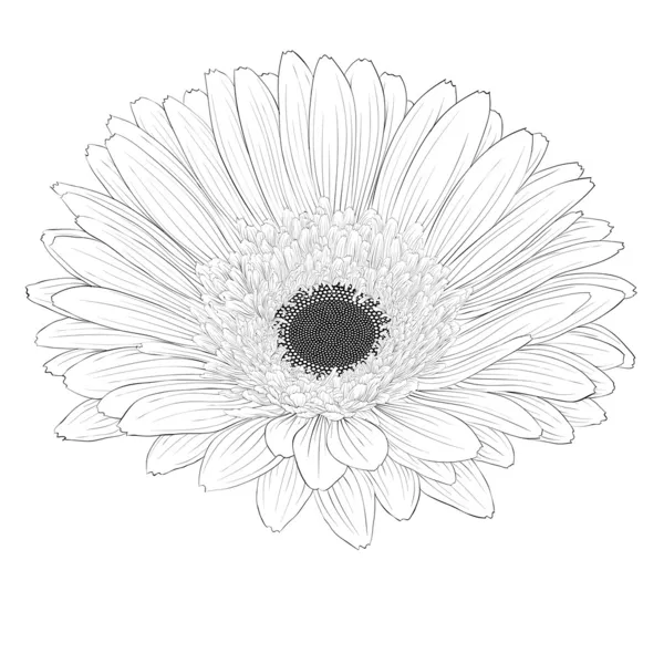 Bela flor de gerbera monocromática, preto e branco isolado . — Vetor de Stock