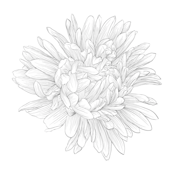 Bel fiore monocromatico, bianco e nero aster isolato . — Vettoriale Stock