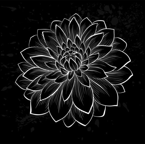 Bellissimo fiore di dalia bianco e nero monocromatico — Vettoriale Stock