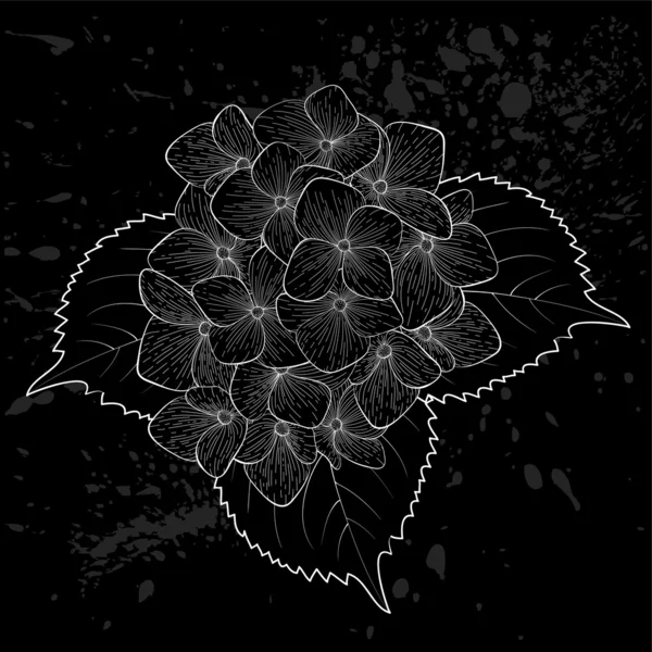 Красива однотонна, чорно-біла квітка гортензії ізольована . — стоковий вектор